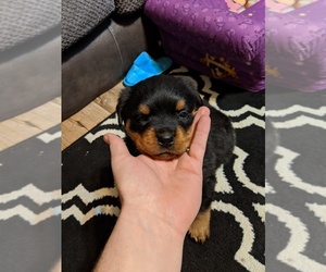 Rottweiler Puppy for sale in OIL SPRINGS, KY, USA