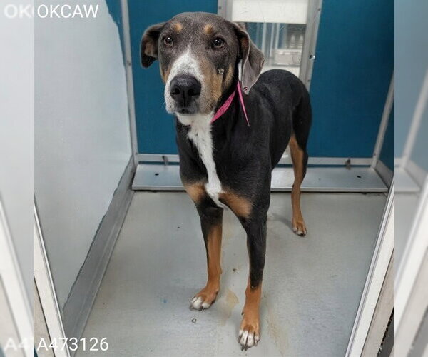 Medium Photo #1 Doberman Pinscher Puppy For Sale in Oklahoma City, OK, USA