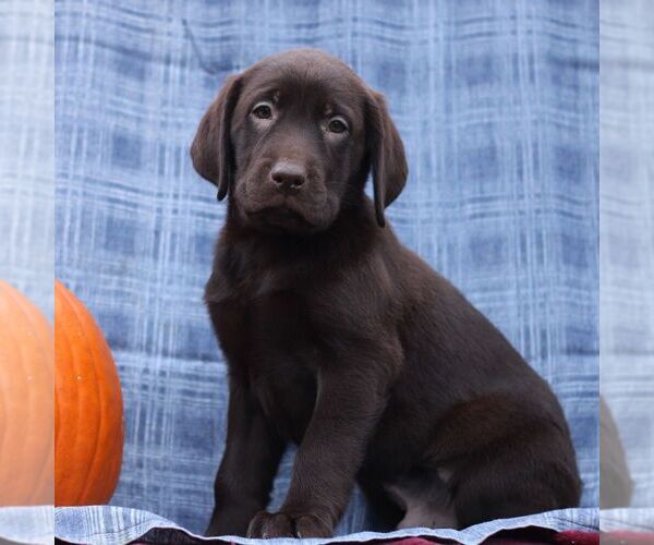 Medium Photo #1 Labrador Retriever Puppy For Sale in ELLIOTTSBURG, PA, USA
