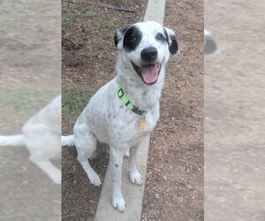 Border Point Dogs for adoption in Plano, TX, USA