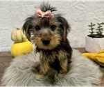 Small #1 Yorkshire Terrier