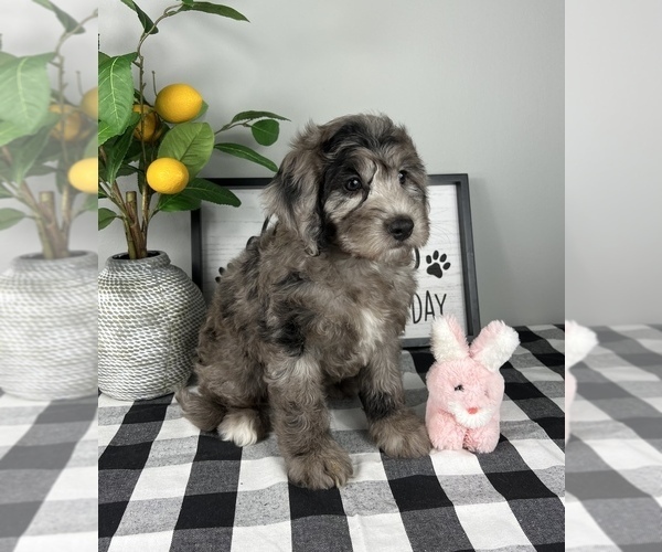 Medium Photo #6 Bernedoodle (Miniature) Puppy For Sale in FRANKLIN, IN, USA