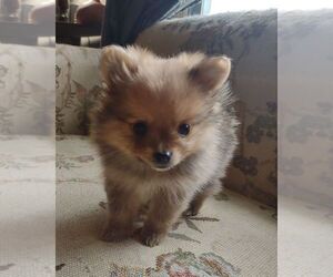 Pomeranian Puppy for sale in HANOVER, IN, USA
