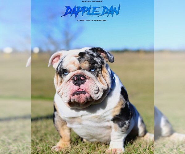 Medium Photo #5 Bulldog Puppy For Sale in HOUSTON, TX, USA