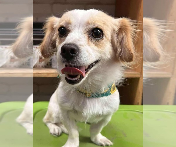 Medium Photo #1 Papillon-Unknown Mix Puppy For Sale in Visalia, CA, USA