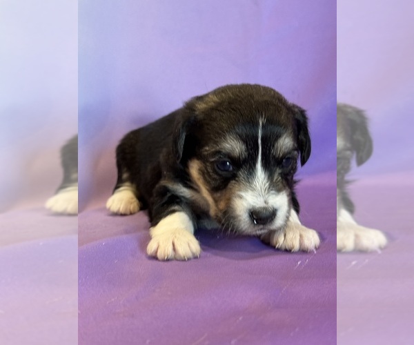 Medium Photo #4 Corgipoo Puppy For Sale in LONGMONT, CO, USA