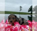 Small #4 Dachshund