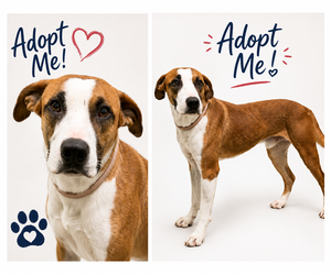 Mutt Dogs for adoption in Euless, TX, USA