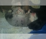 Small Photo #66 Great Dane Puppy For Sale in HOWARD CITY, MI, USA