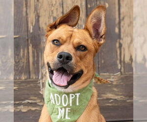 American Staffordshire Terrier-German Shepherd Dog Mix Dogs for adoption in Lake Forest, CA, USA