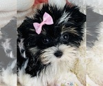 Small #17 Yorkshire Terrier