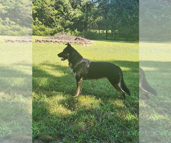 Medium Photo #4 German Shepherd Dog-Unknown Mix Puppy For Sale in Mooresville, NC, USA