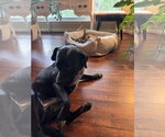 Small #6 Labrador Retriever-Staffordshire Bull Terrier Mix