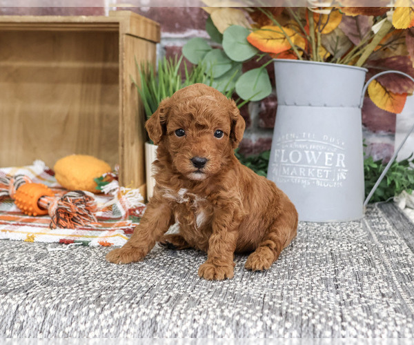 Medium Photo #5 Poodle (Miniature) Puppy For Sale in SYRACUSE, IN, USA