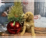 Small Photo #23 Aussiedoodle Puppy For Sale in COMMERCE, MI, USA