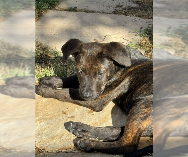 Medium Photo #2 Boxer-Unknown Mix Puppy For Sale in MIDWAY, UT, USA
