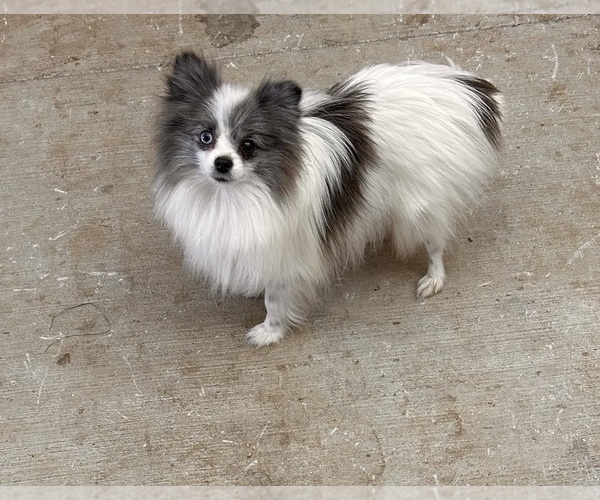 Medium Photo #1 Pomeranian Puppy For Sale in MIDDLEBURY, IN, USA