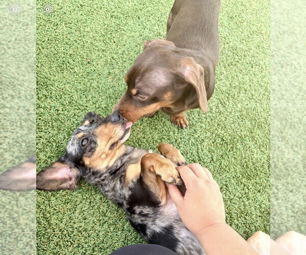 Medium Photo #4 Dachshund Puppy For Sale in oakland, FL, USA