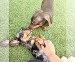 Small #3 Dachshund