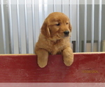 Small Photo #2 Golden Retriever Puppy For Sale in THORP, WI, USA