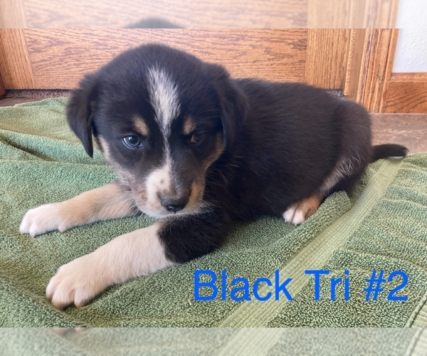 Medium Photo #1 Australian Shepherd Puppy For Sale in SURPRISE, NE, USA