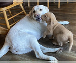 Small Photo #12 Labrador Retriever Puppy For Sale in LEASBURG, MO, USA