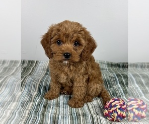 Cavapoo Puppy for sale in INDIANAPOLIS, IN, USA