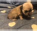 Small Photo #5 Schnauzer (Miniature) Puppy For Sale in MICHIGANTOWN, IN, USA