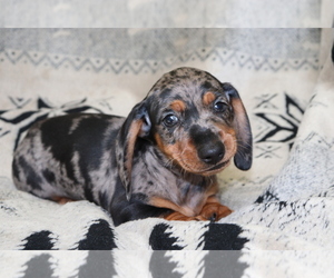 Dachshund Puppy for sale in SHILOH, OH, USA
