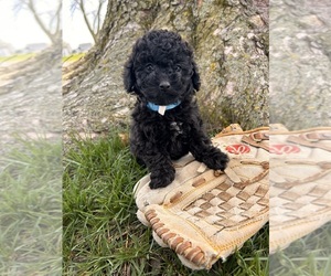 ShihPoo Puppy for Sale in MIDDLEBURY, Indiana USA