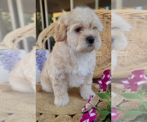 Lhasa Apso Puppy for Sale in PHOENIX, Arizona USA
