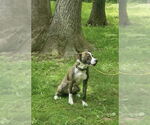 Small #3 American Pit Bull Terrier-Labrador Retriever Mix
