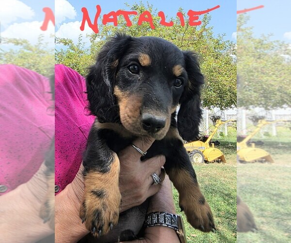 Medium Photo #1 Dachshund Puppy For Sale in HALF WAY, MO, USA