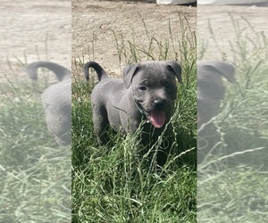 Staffordshire Bull Terrier Puppy for sale in Fethard, Munster, Ireland