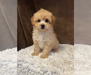 Pom-A-Poo Puppy for Sale in MARTINSVILLE, Indiana USA