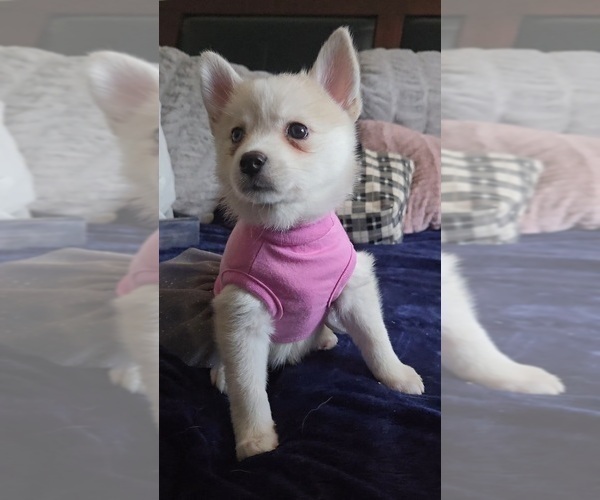 Medium Photo #190 Pomsky Puppy For Sale in LOVELAND, CO, USA