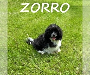Shih-Poo Puppy for sale in HARTLAND, MN, USA