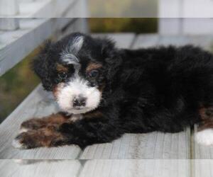 Miniature Bernedoodle Puppy for Sale in STANLEY, Wisconsin USA