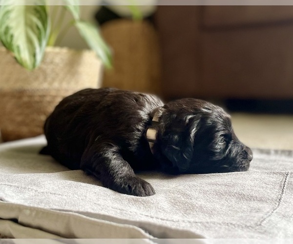 Medium Photo #3 Goldendoodle Puppy For Sale in BUFFALO, MO, USA
