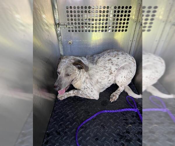 Medium Photo #1 Catahoula Leopard Dog-Unknown Mix Puppy For Sale in Pasadena, TX, USA
