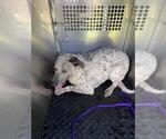 Small Catahoula Leopard Dog Mix