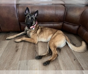 Mother of the Belgian Malinois puppies born on 12/12/2022