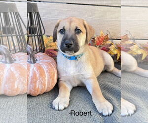 Labrador Retriever-Unknown Mix Dogs for adoption in Fort Worth, TX, USA