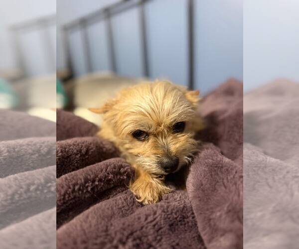 Medium Photo #4 Mutt Puppy For Sale in Westwood, NJ, USA