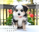 Small #4 Miniature Australian Shepherd