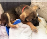 Small #1 Australian Shepherd Mix
