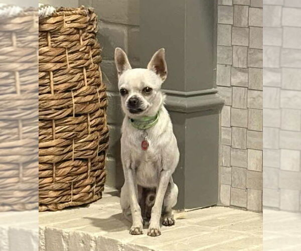 Medium Photo #3 Rat-Cha Puppy For Sale in Princeton, MN, USA