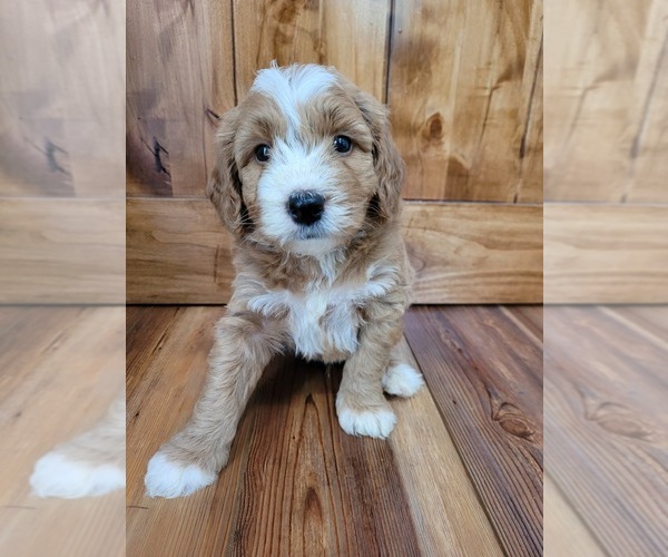 Medium Photo #1 Miniature Bernedoodle Puppy For Sale in LAKE CITY, FL, USA