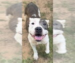 Small #1 Mutt