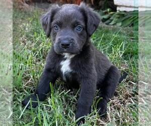 Colonial Cocker Spaniel-Unknown Mix Dogs for adoption in San Diego, CA, USA